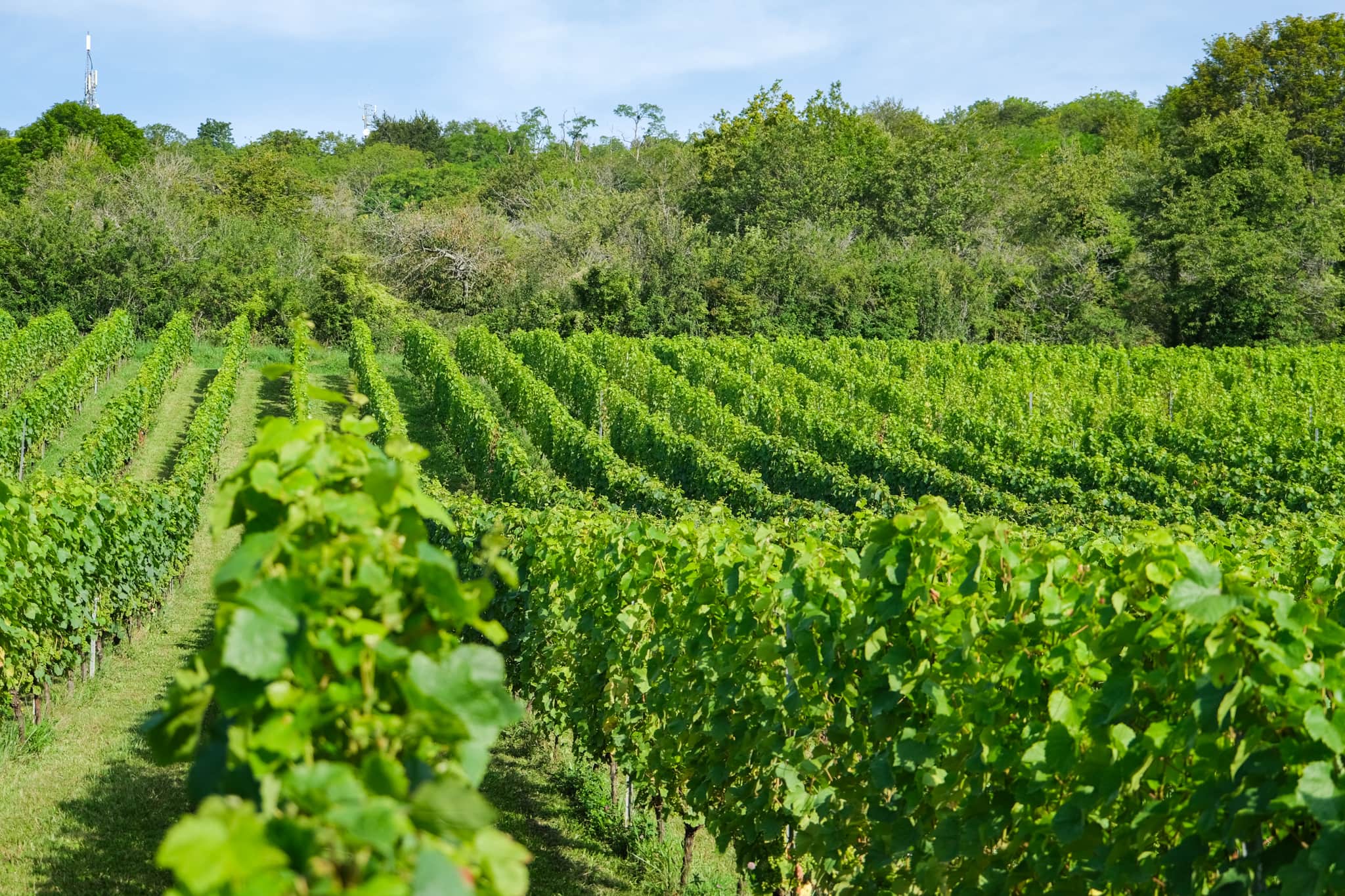Vineyard in Côtes de Toul